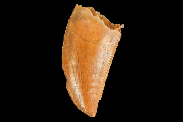 Serrated, Raptor Tooth - Real Dinosaur Tooth #124050